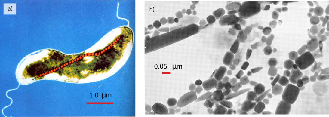 Two electron micrographs of bacterial magnetite: a false-color image of a magnetotactic bacterium with a chain of magnetosomes visible inside, and a TEM image of extracted magnetosome chains from marine sediment.