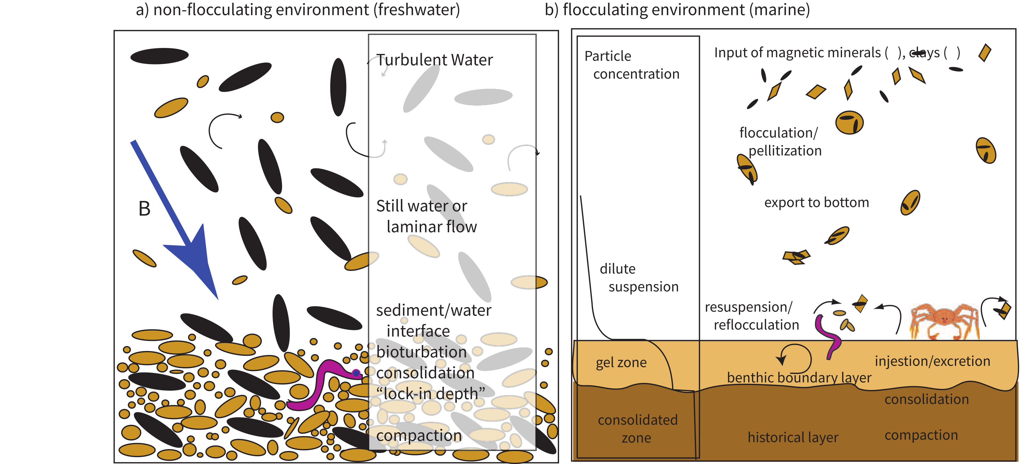 Two-panel schematic: a) freshwater non-flocculating environment showing magnetic particles settling through turbulent then still water to lock-in depth, b) marine flocculating environment with floc formation, bioturbation, and consolidation zones.