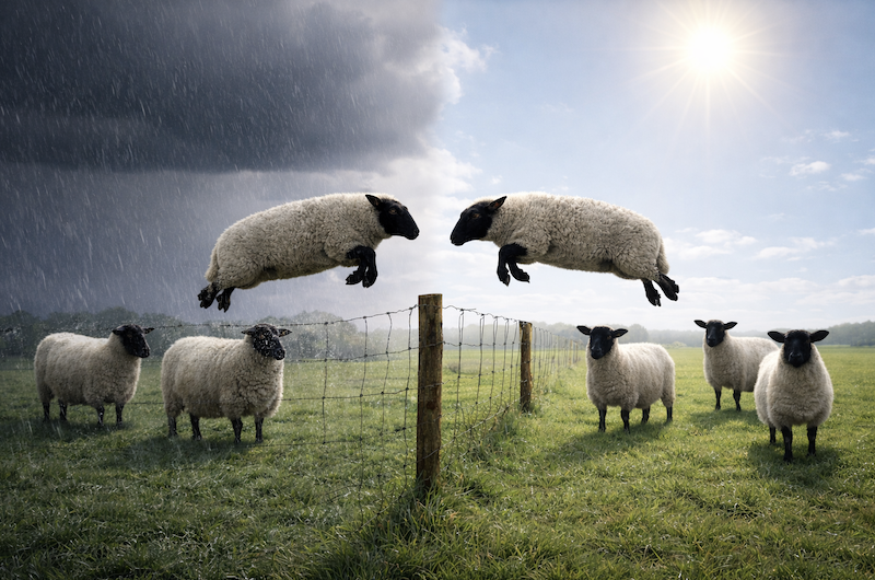 Illustration of dynamic equilibrium. If conditions on either side of the fence are equally pleasant, an equal number of sheep will be on either side of the fence, despite the fact that sheep are constantly jumping over the fence. If one side is preferable (sunny rather than rainy), there will tend to be more sheep on the nicer side.