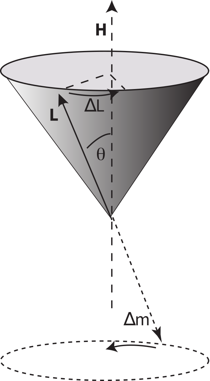 Angular momentum vector L precessing in a cone about applied field H, with induced moment change Delta-m opposing the field.