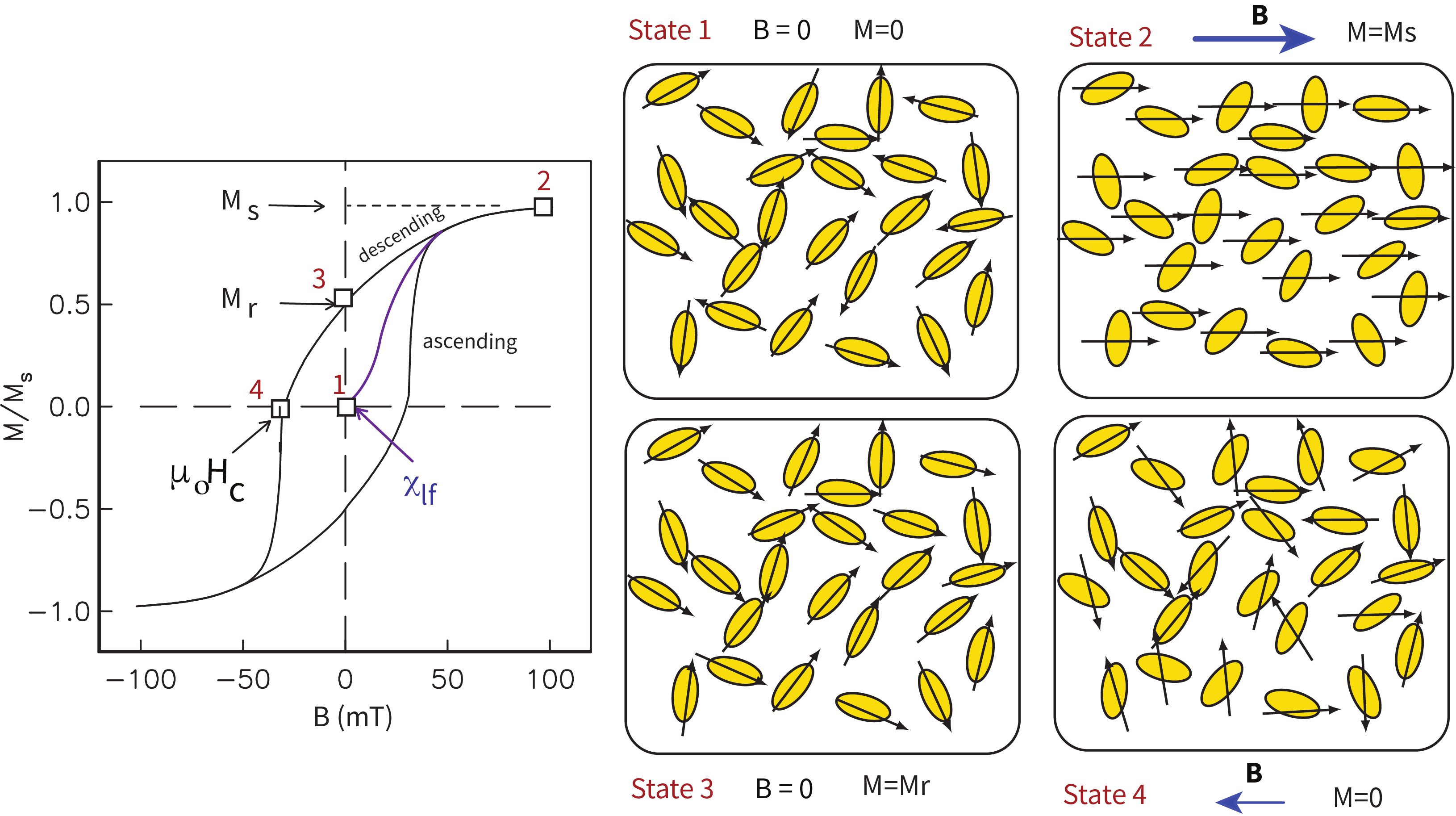 Net response of a random assemblage of uniaxial single domain particles. Snapshots of magnetization states (squares labeled 1 to 4) for representative particles are shown in the panels labeled State 1–4. The initial demagnetized state is “State 1” with no applied field and zero net magnetization. The initial slope as the field is increased from zero is the low-field susceptibility \chi_{lf}. When all the moments are parallel to the applied field (State 2), the magnetization is at saturation M_s. When the field is returned to zero, the magnetization is the remanent magnetization (M_r; State 3). When the field is applied in the opposite direction and has flipped half the moments (State 4), the net magnetization is zero and the field is the bulk coercive field \mu_oH_c.